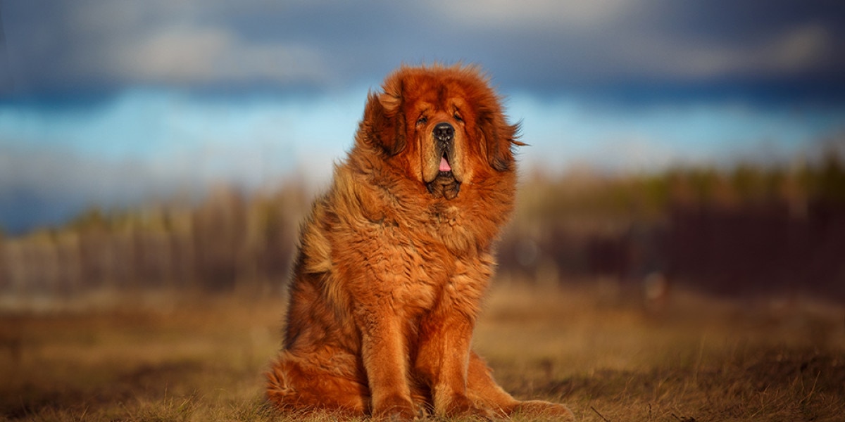 What is the Largest Dog Breeds: Top Giants You Must Know