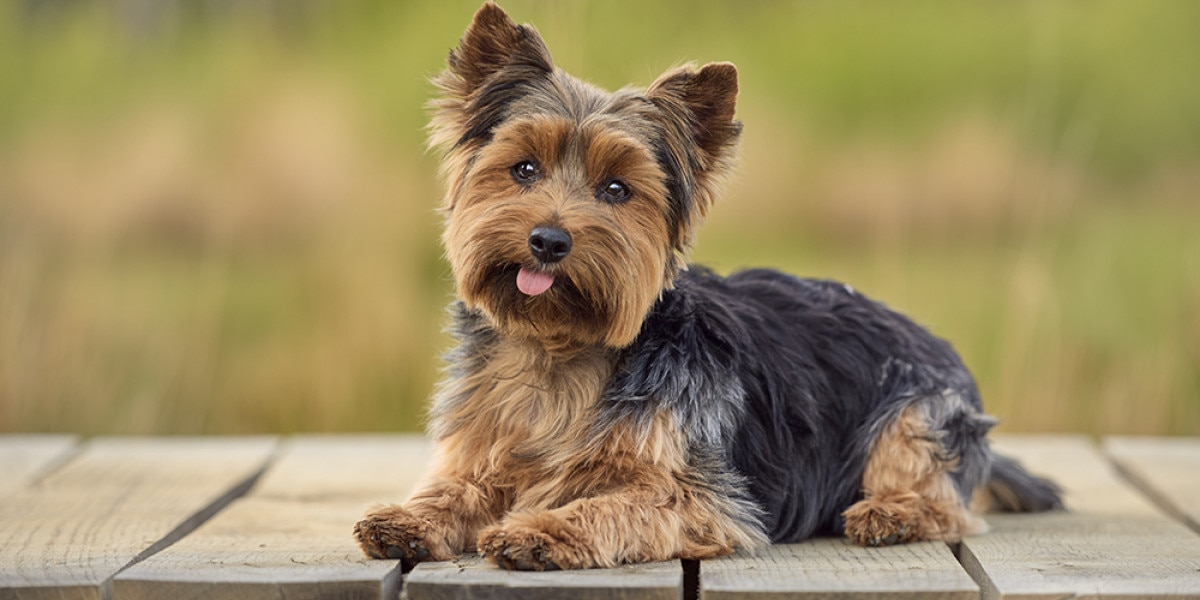 que comida le debo dar a mi cachorro yorkie