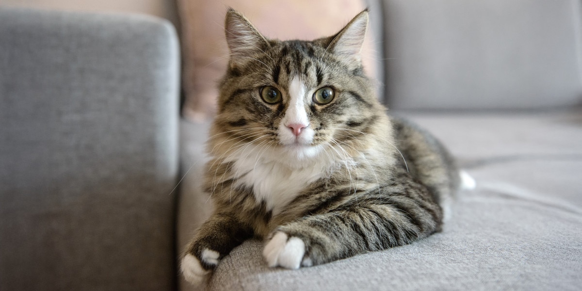 Hyperthyroidism in Cats: Treatment & Care | Purina US