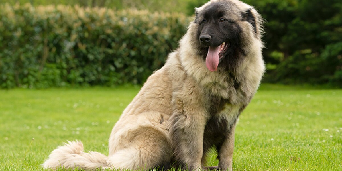 Feeding & Caring for Your Estrela Mountain Dog | Purina US