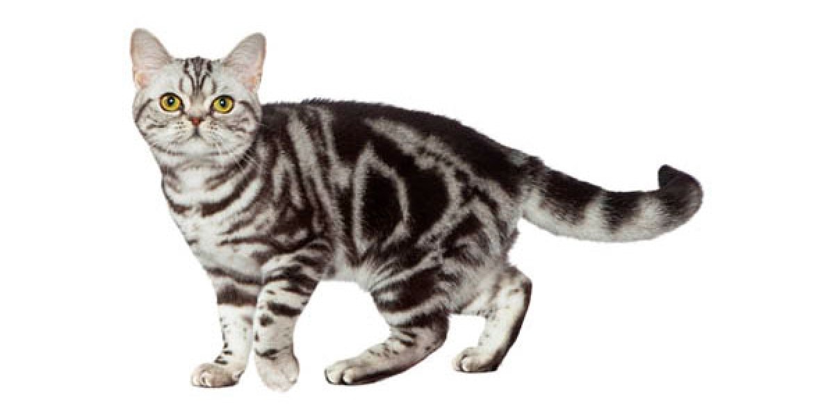 Are Most Cats American Shorthair: Unveiling the Truth