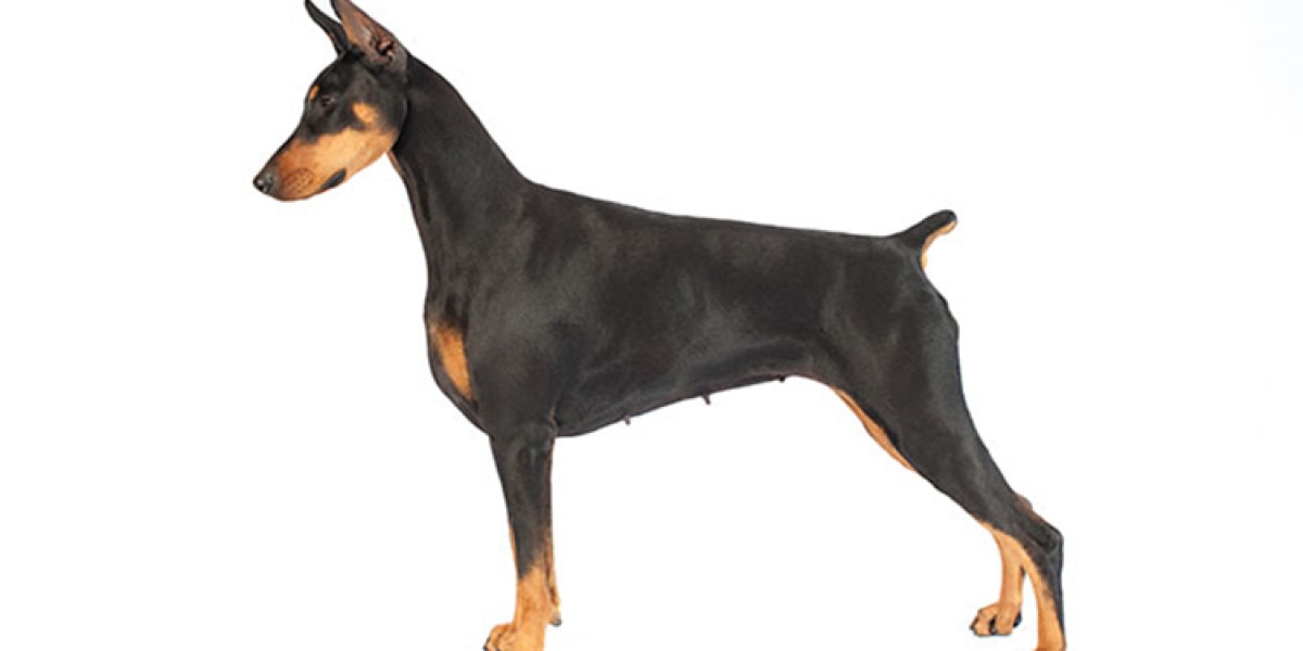 doberman pinscher vs rottweiler