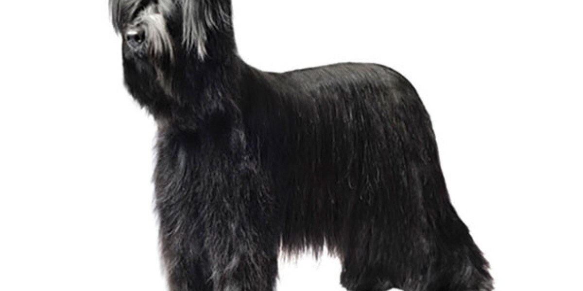 como se ve un briard