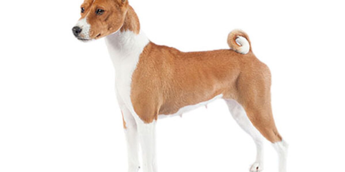 are basenji noisy