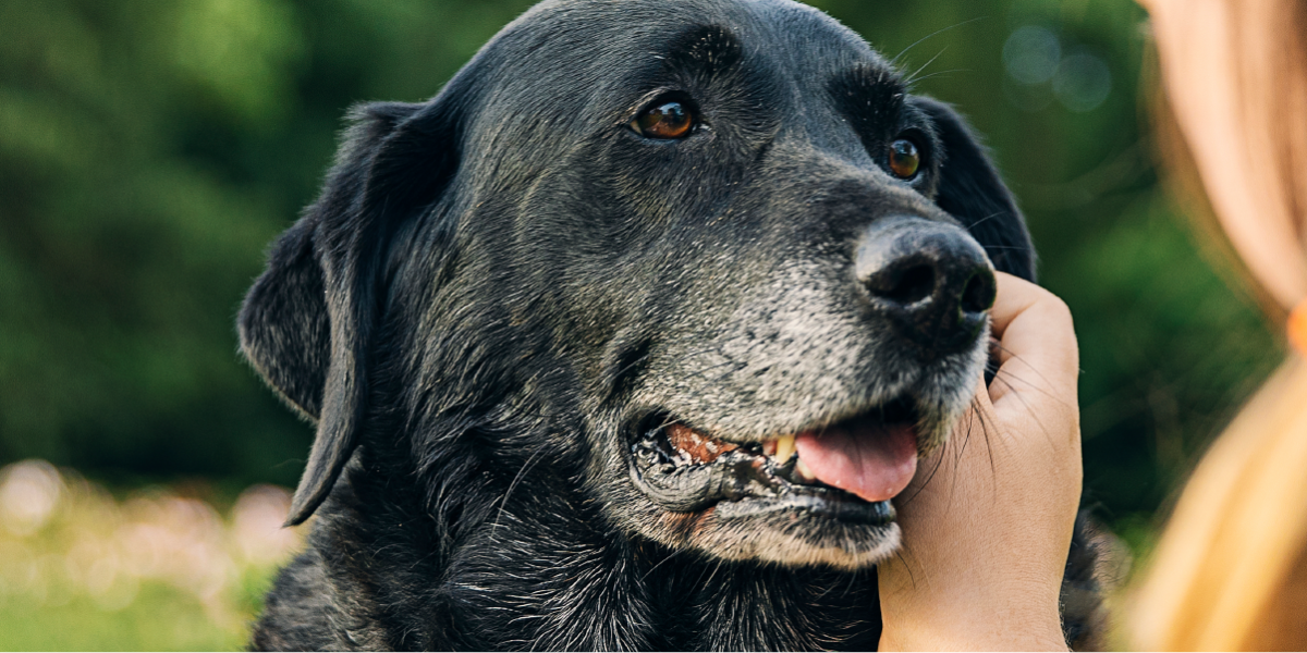 qué son las placas de crecimiento en los perros