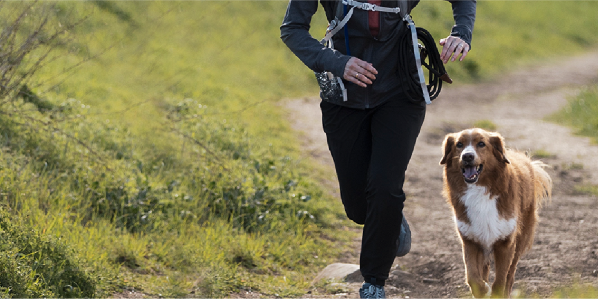 Running dog nutrition cheap