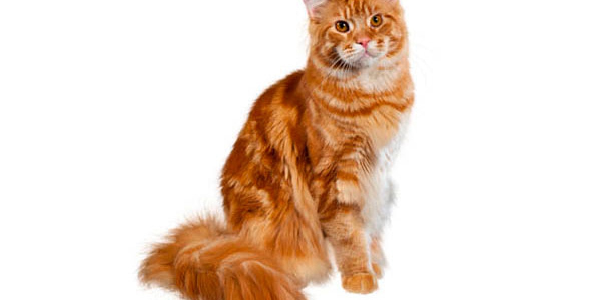gato maine coon