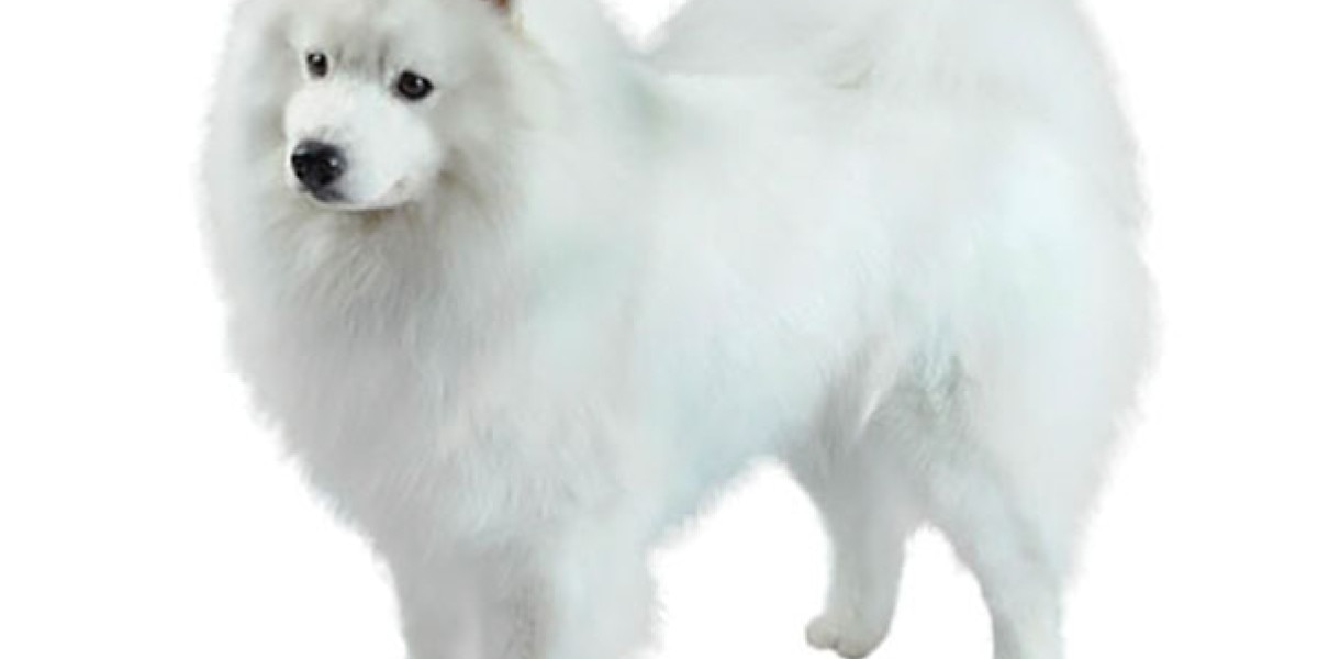 cachorro esquimal americano en miniatura