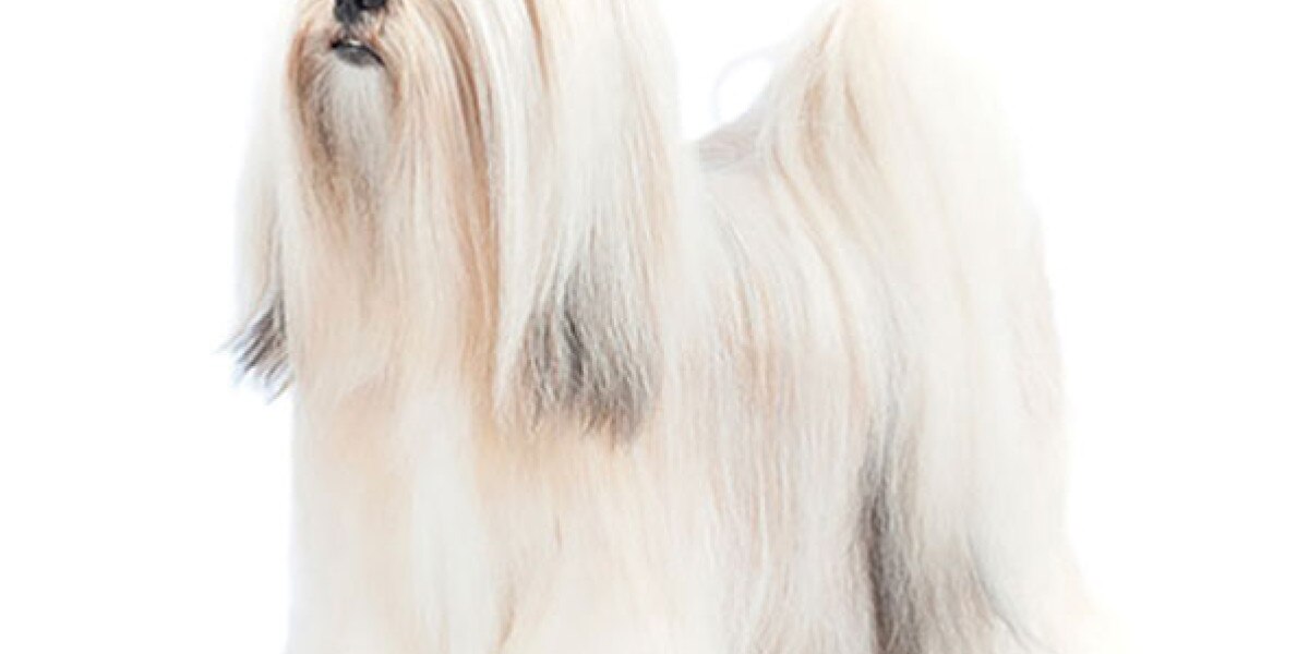 una raza de perro lhasa apso