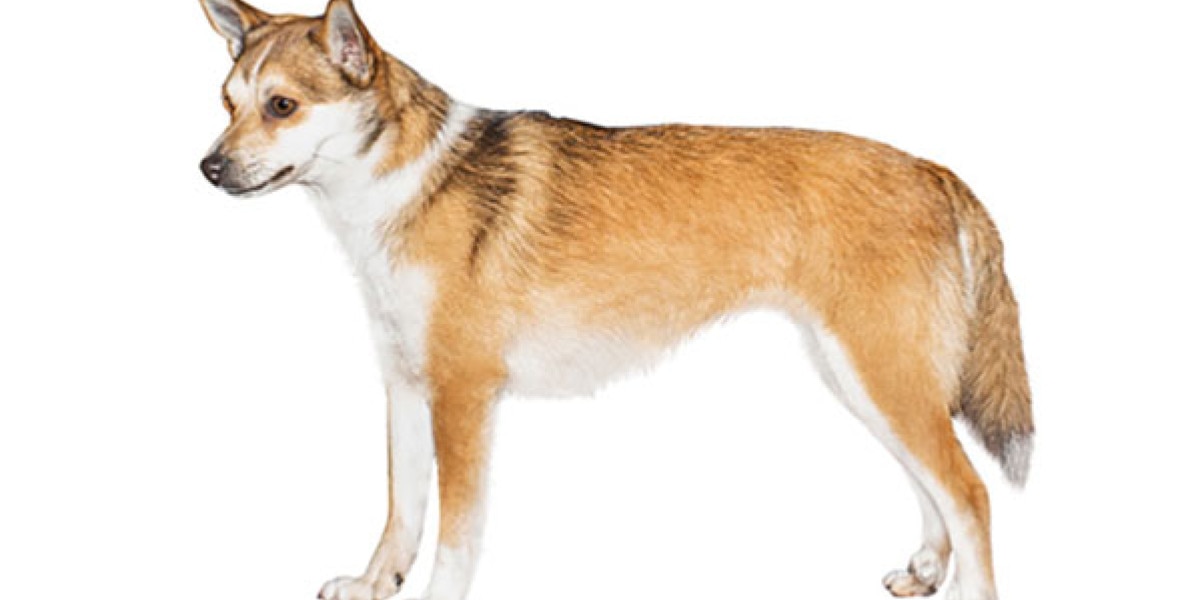 Sale puffin hunting dog Outlet