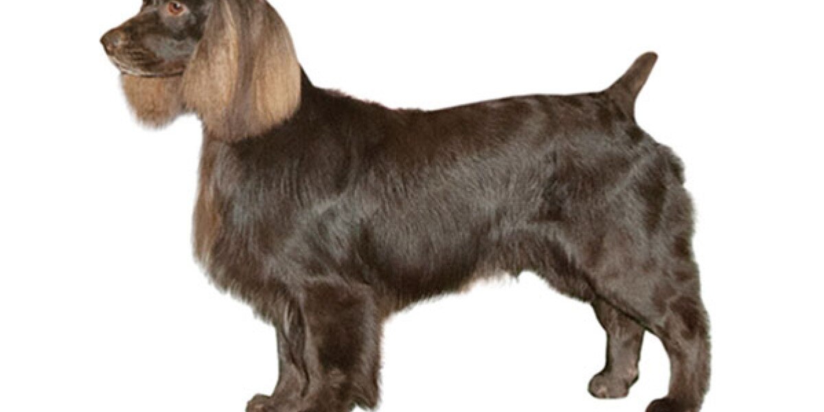 son boykin spaniels buenos perros