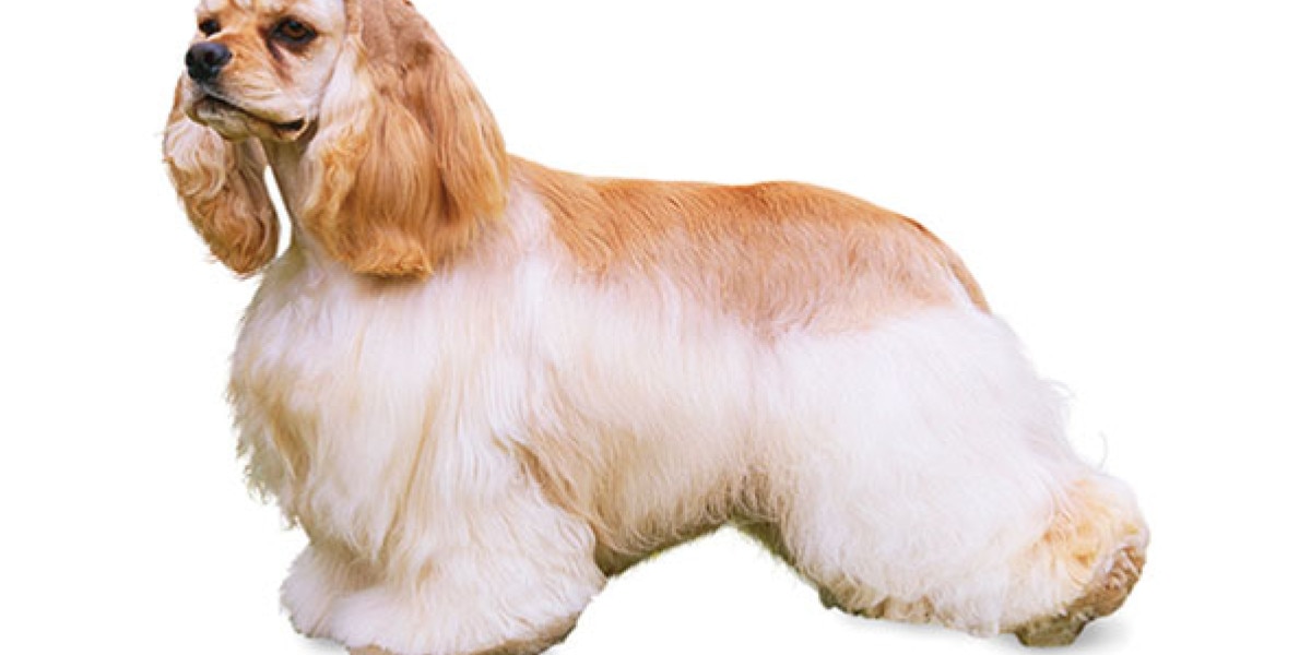 cual es el corte de cachorro para un cocker spaniel