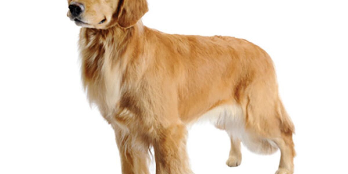 es un golden retriever un buen primer perro