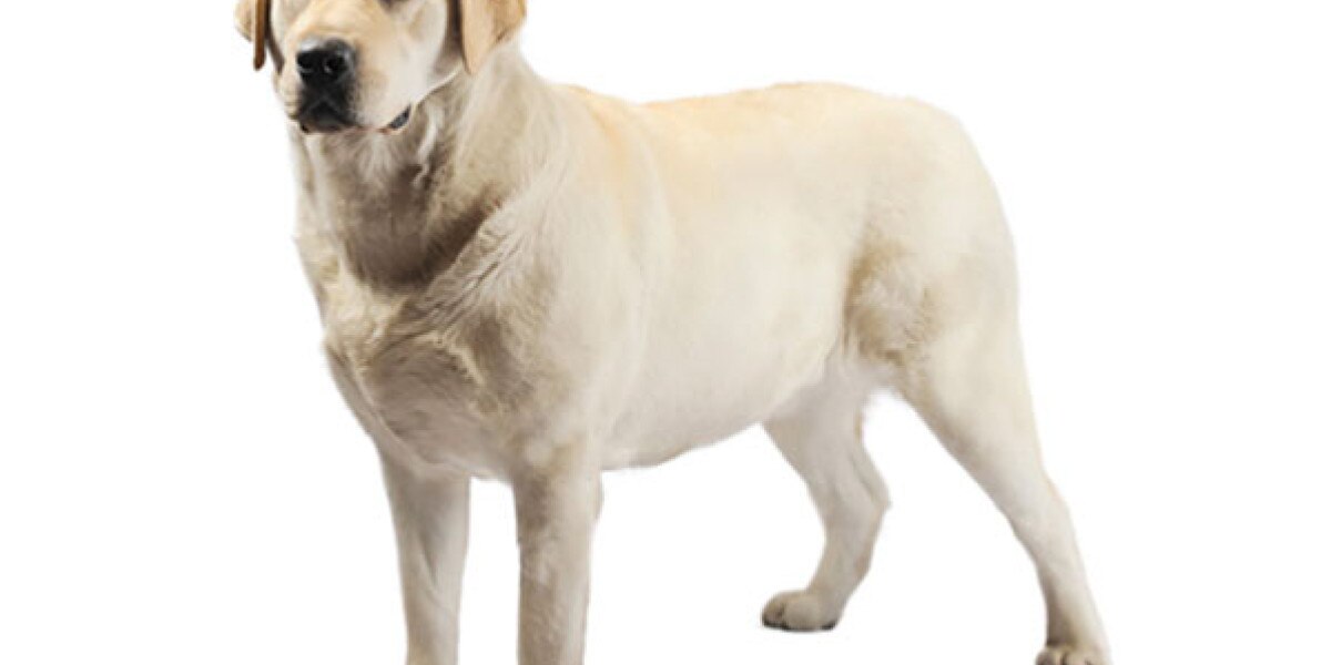 son amigables los labradores