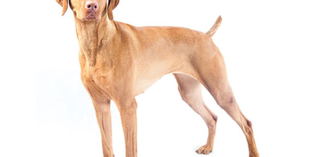 que raza de perros tienen ojos dorados