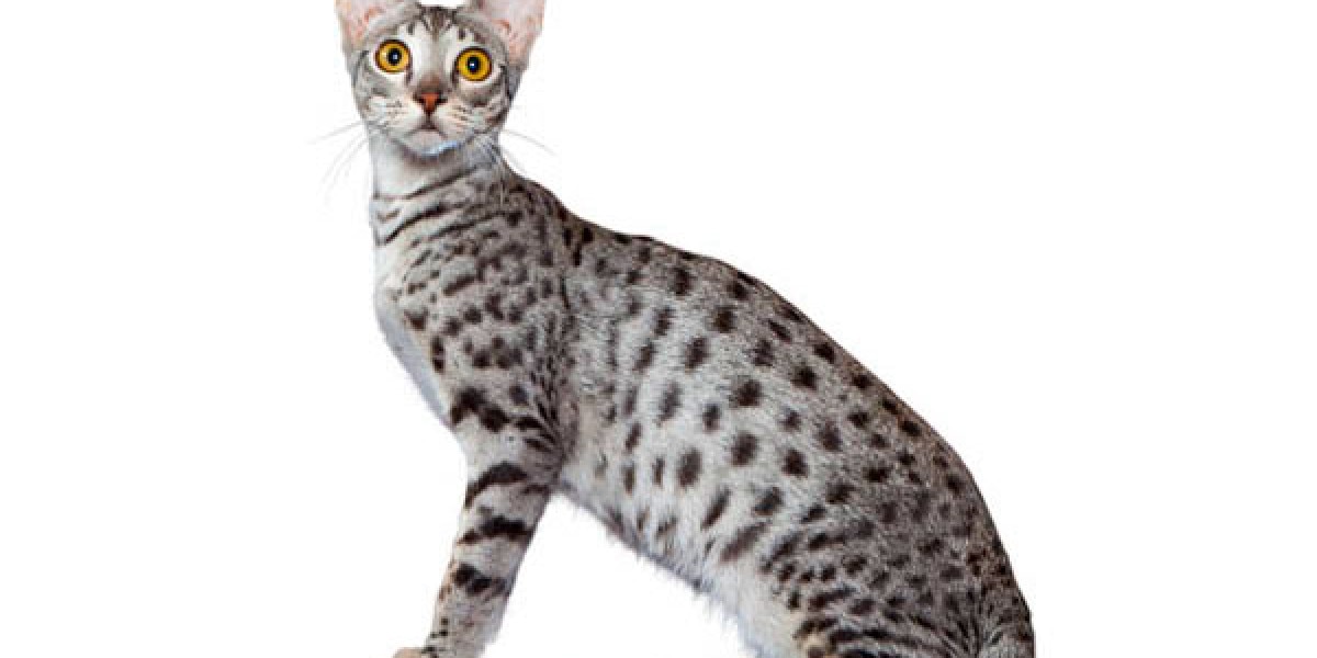 Buy exotic pet cats savannah Hot Sale