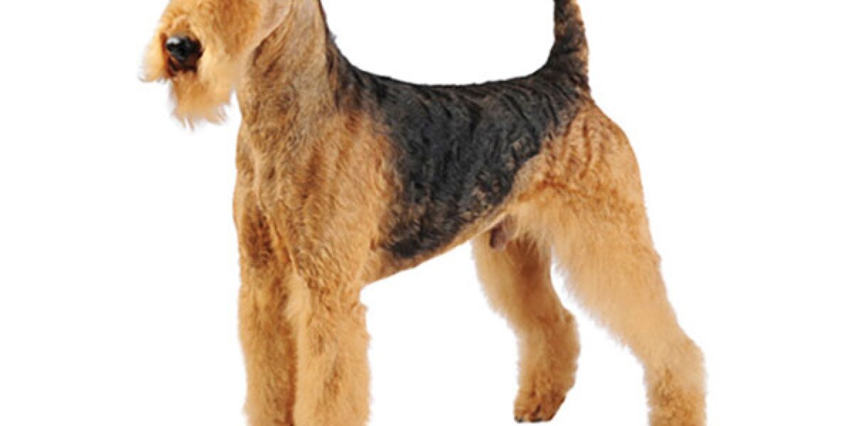 los airedale terriers son seguros con los gatos