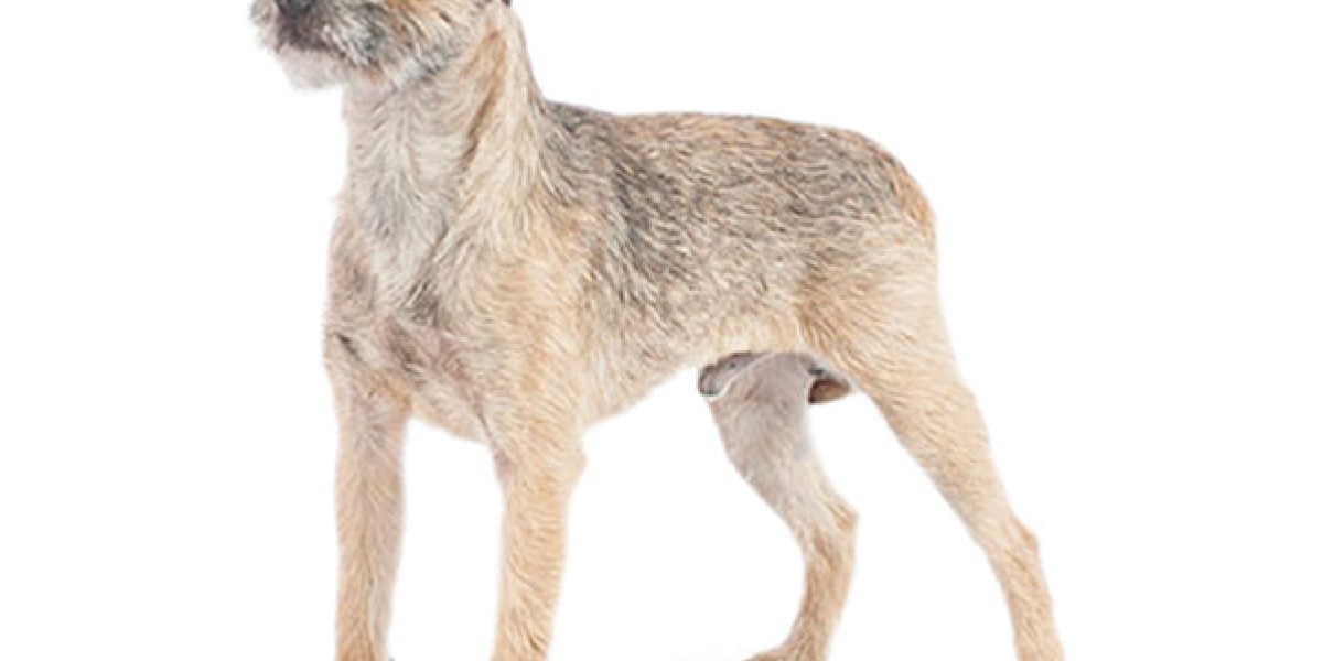 son los border terriers inteligentes