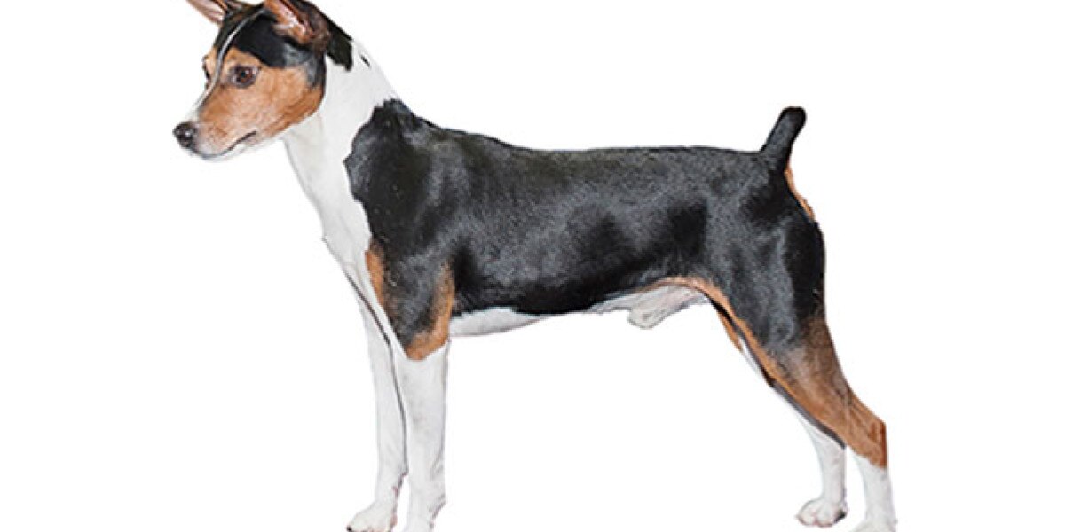 razas de perros terrier americano