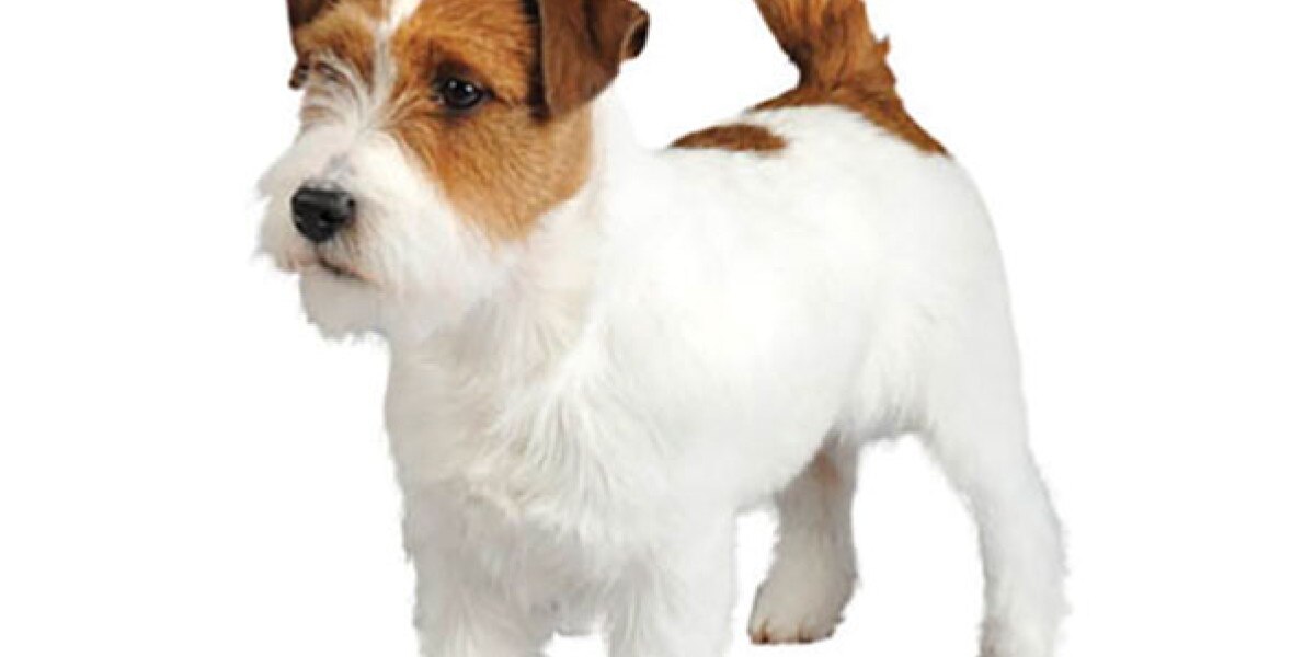 akc reconoce jack russell terriers