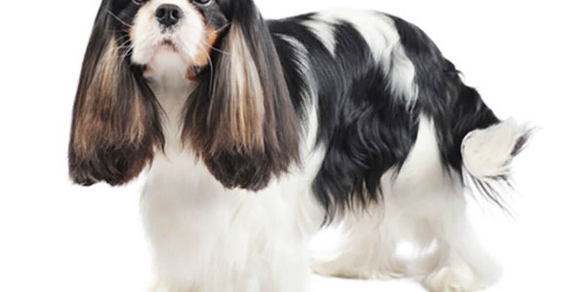 son perros de terapia cavalier king charles spaniels