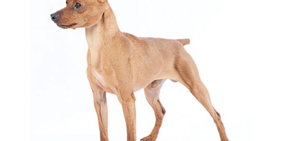 son los pinscher miniatura los perros mas inteligentes