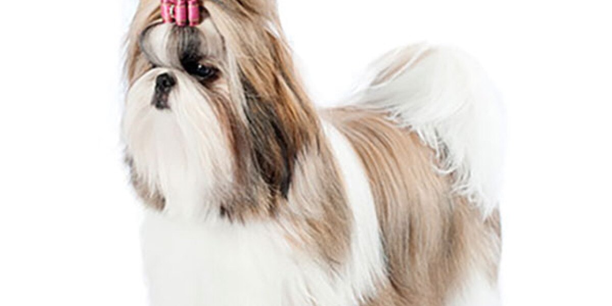 son los shih tzu los perros mas inteligentes