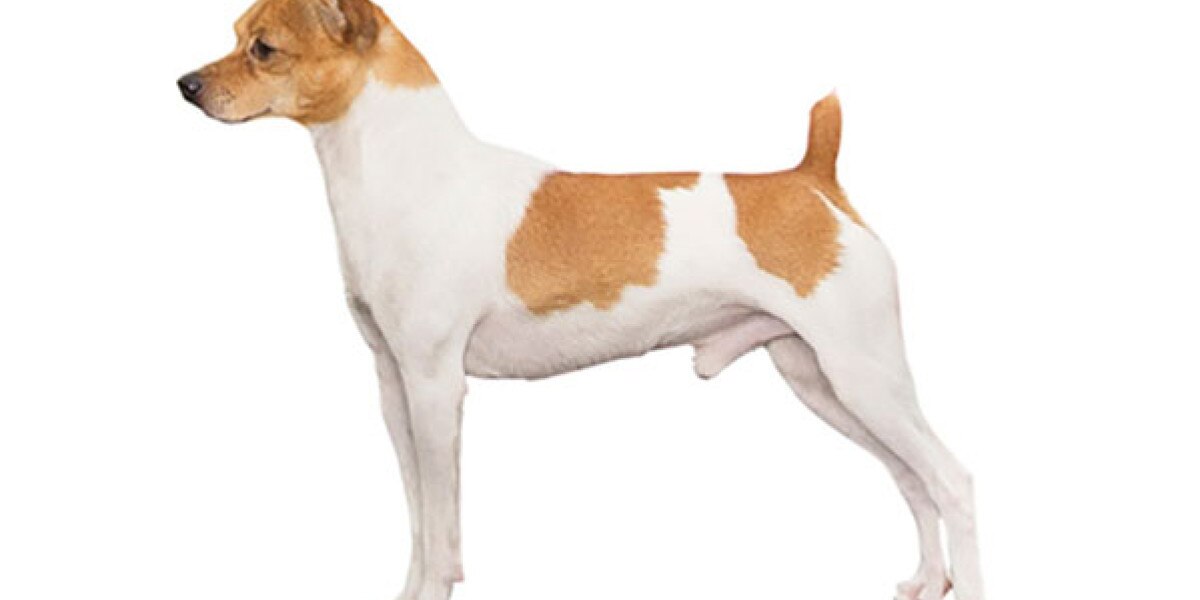 razas de perros terrier americano
