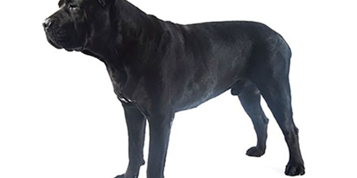 es un mastin napolitano un cane corso