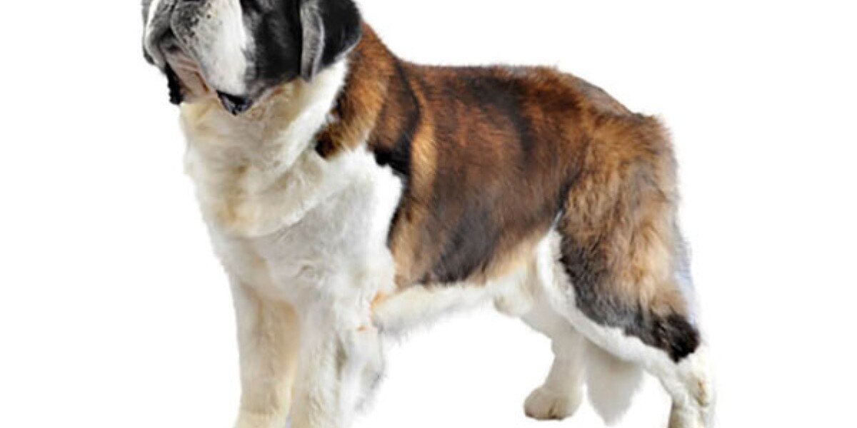 es un san bernardo un buen perro de familia