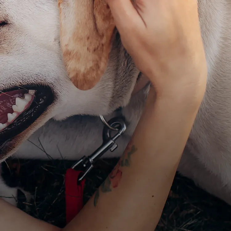 A woman lays in the grass snuggling with a yellow labrador 