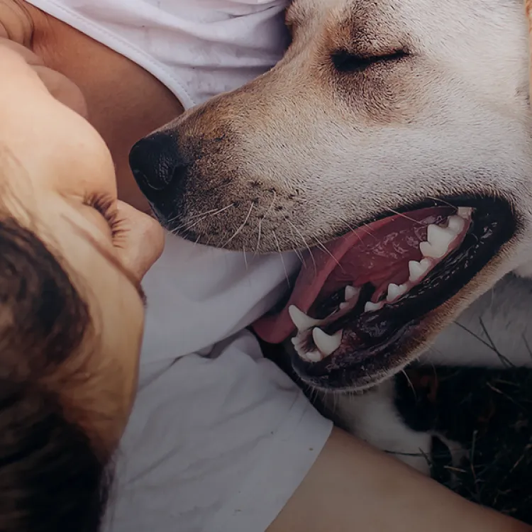A woman lays in the grass snuggling with a yellow labrador 