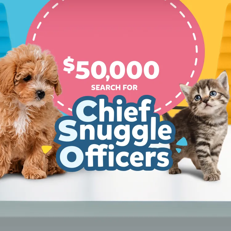 Fluffy brown puppy and gray tabby kitten beside text 'Search for Chief Snuggle Officers $50,000' on colorful background.