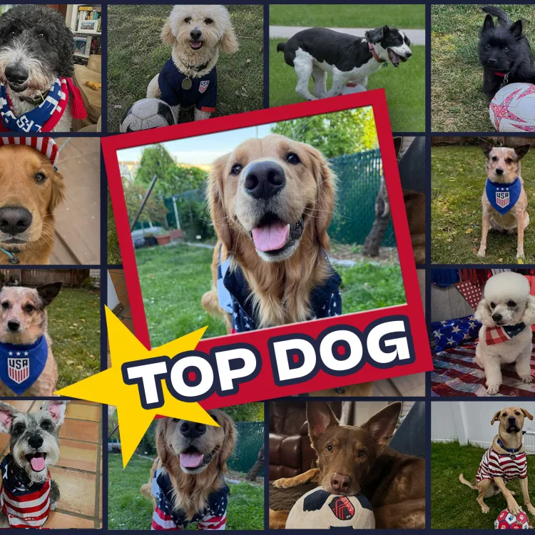 Beggin eleven top dog
