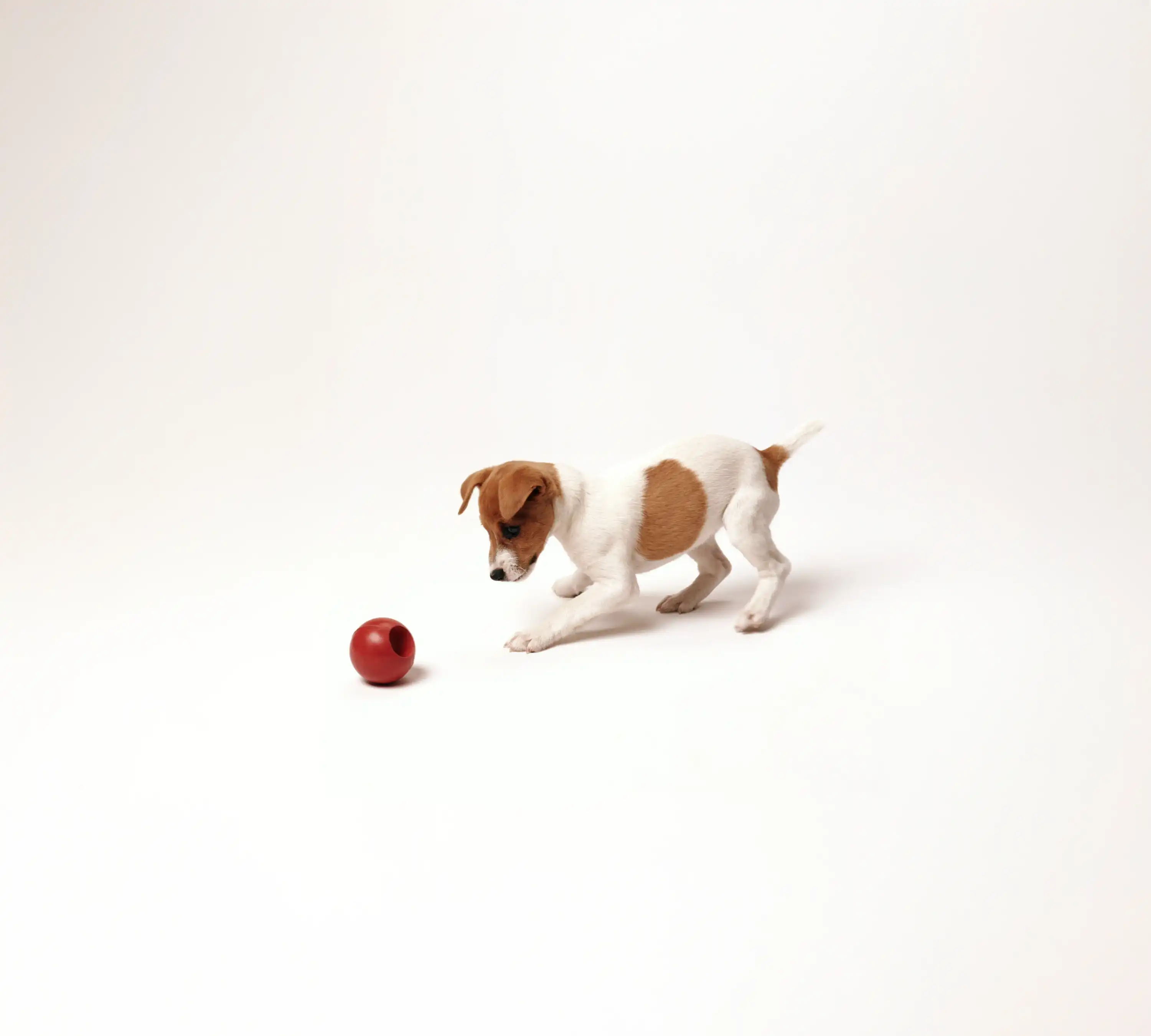 Un perro lindo marrón y blanco con orejas caídas está mirando juguetonamente una pelota roja brillante.
