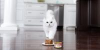 white cat in kitchen looking at Fancy Feast Classic Pate on plate